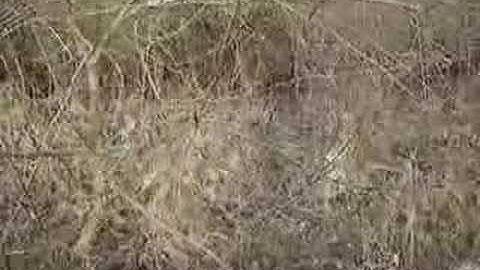 Fruitwise guide to pruning-the neglected apple tree