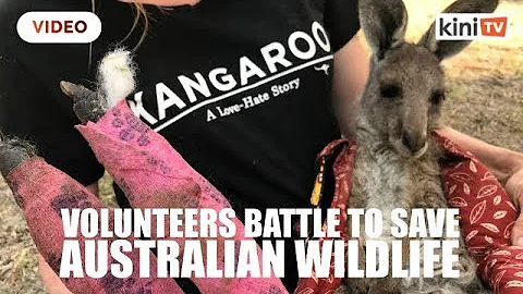 Volunteers battle to save Australian wildlife as bushfires rage