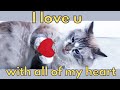 6 Ways Cats Show They Love You