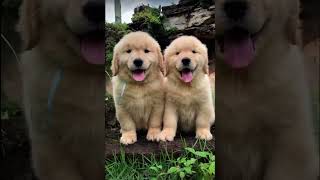 Den Retriever Puppies.