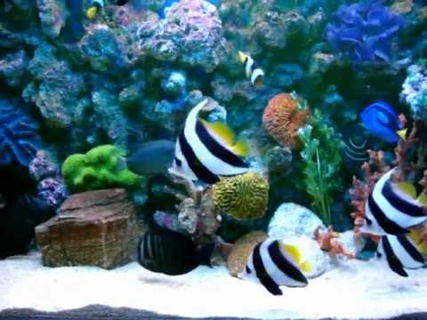 Banner Fish Nemo Dhori Aquarium Design By Jabbar 9840717497