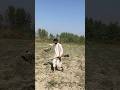 The Smart Bird Hunt