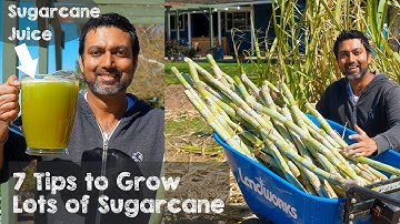 7 Tips to Grow Lots of Sugarcane