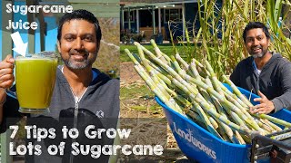 7 Tips to Grow Lots of Sugarcane