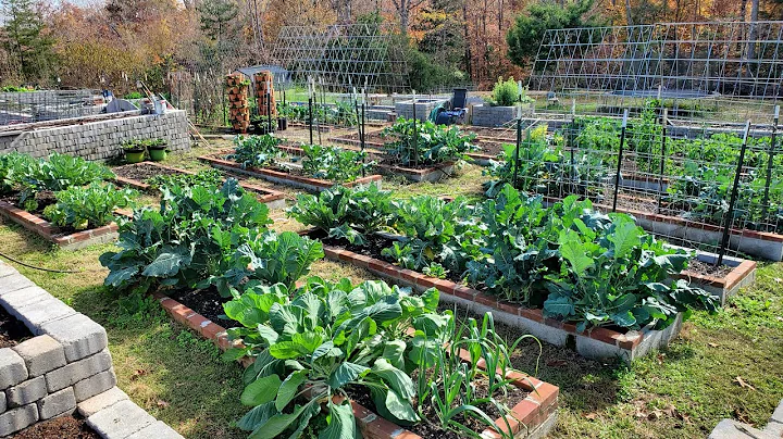 How our home garden has changed over 9 years, Terr...