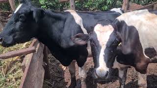 Kayongo Kosea Mixed Farm Kanoni Gomba