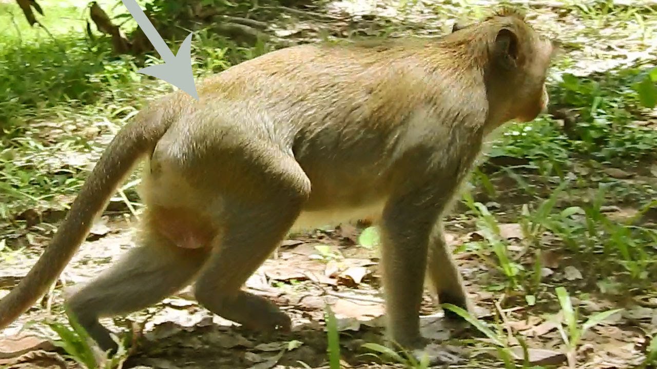 Monkey Daro The Hip & Leg Swelling Down, But Walking Not Strongly Yet, Hope all Ok Soon