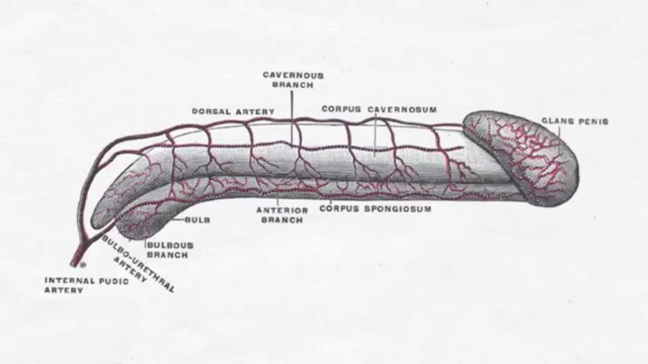 Cure Erectile Dysfunction - YouTube