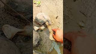 Harvesting Fish And Eels In Solokan When The Water Is Receding fishing eels bolang
