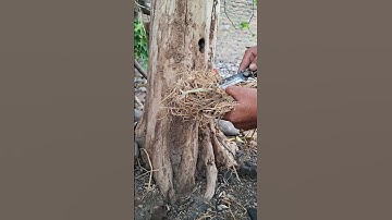 Bor busur api pohon mati #survivalfire #bushcraft #creativesurvival #firemaking