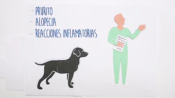 ¿Cuál es el mejor antihistamínico para perros?