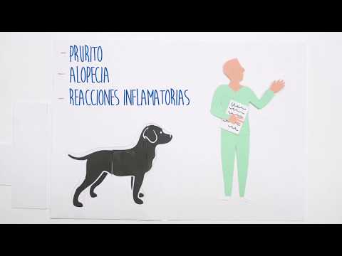 Video: Cómo Se Manifiestan Las Alergias En Los Perros