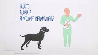 Tratamiento integral de las alergias en perros y gatos