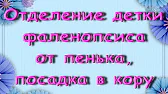 Орхидеи,узамба́рские фиалки,Самара🌺