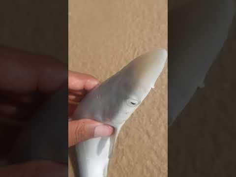 Pesquei um tubarão em Porto Seguro BA
