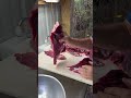 Processing a deer hindquarter 