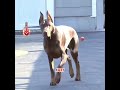 He raised four loyal guard dogs for his daughter.#pets #cute #shorts #funny