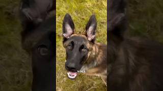 I followed one thread and it changed how I train dogs