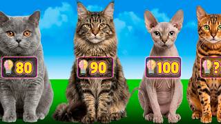 🐱Cat Breeds Ranked by IQ: Who’s the Smartest