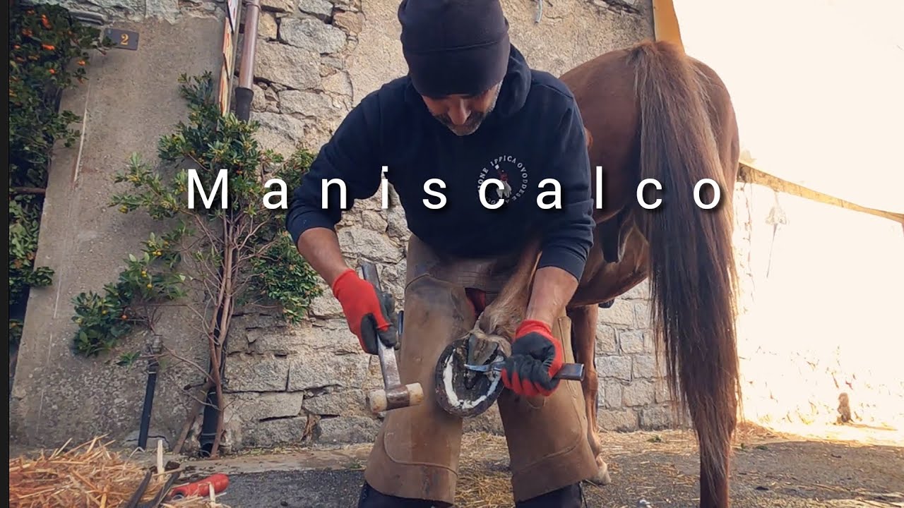 L'antica arte del maniscalco Non capita più così spesso poter assistere alla ferratura di un cavallo