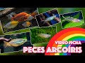 Peces 🐟 Arcoíris 🌈 - Video 🎥 ficha