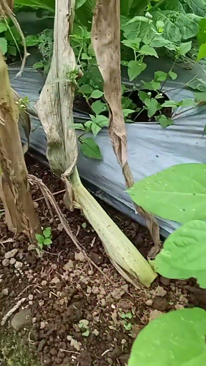 25 day old green bean plant #shorts #viralshorts #greenbeans #beans