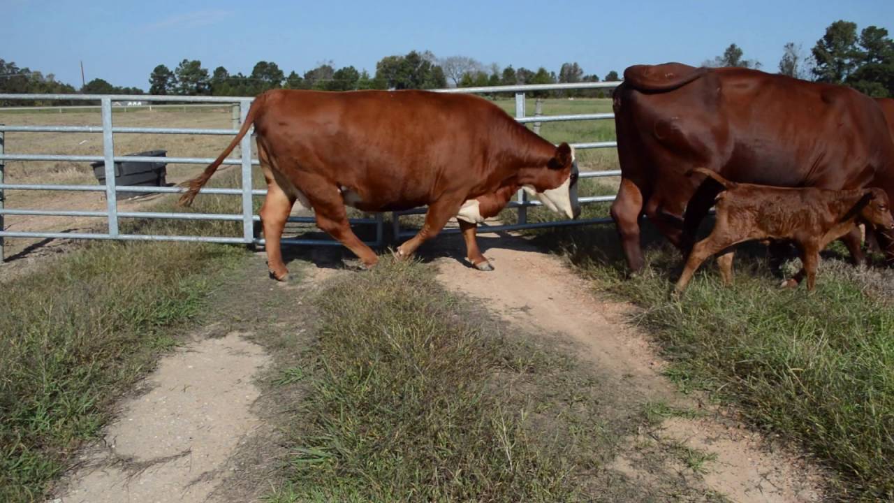 AEE 311 Rotational Grazing Cattle YouTube