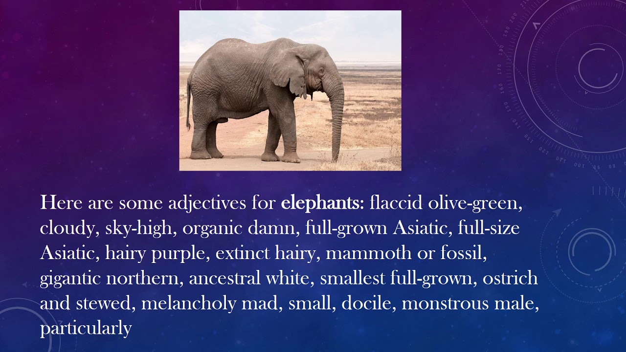 Essay of elephant