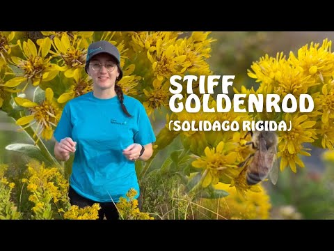 ვიდეო: Rigid Goldenrod ინფორმაცია: მზარდი ხისტი Goldenrod ყვავილები ბაღში