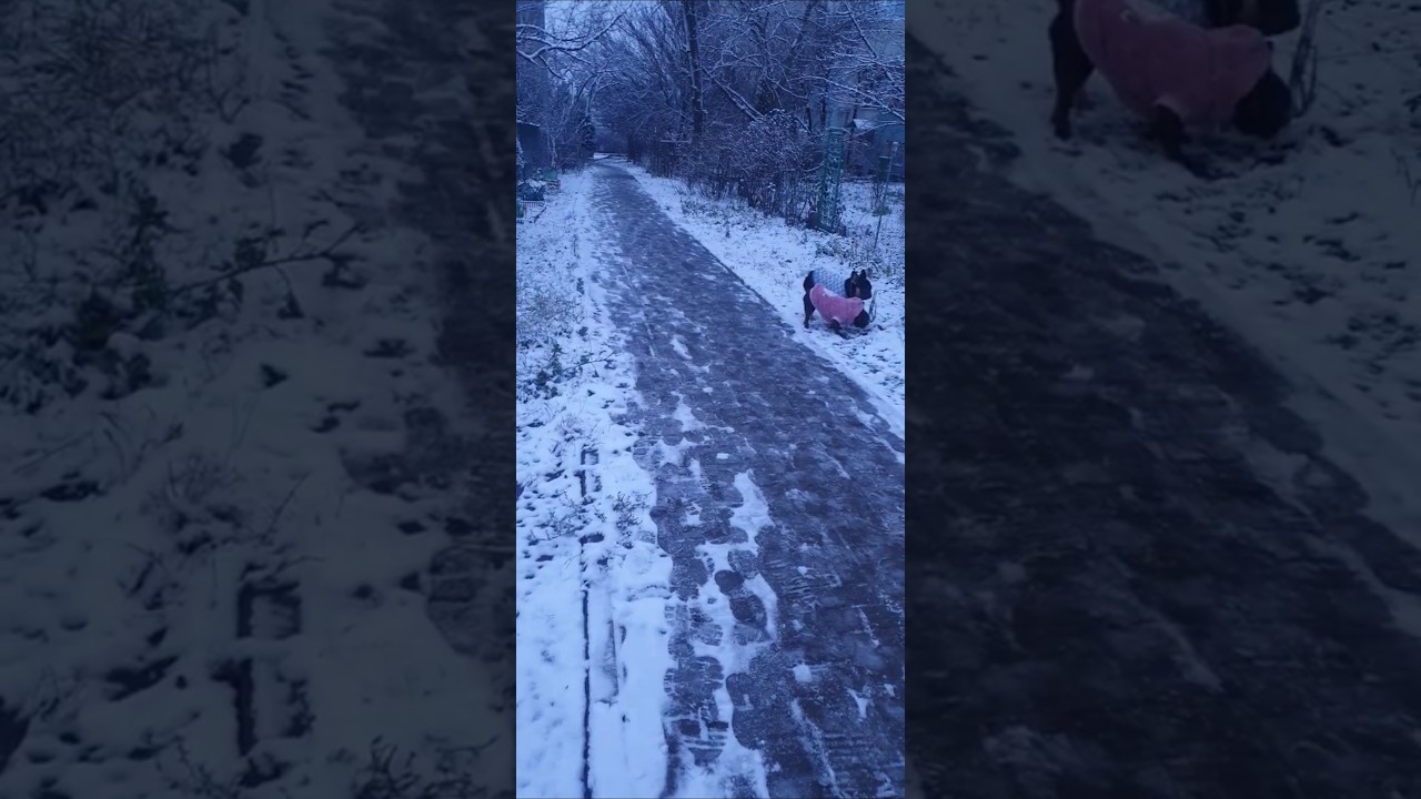 French Bulldog /Французский Буль 