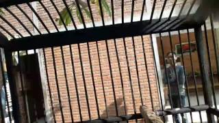 Download Lagu Ciblek pari gacor abis MP3