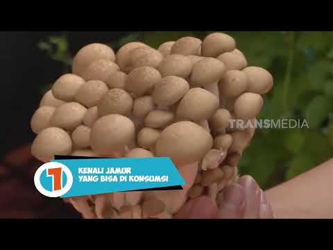 Video: Bagaimana Cara Membedakan Jamur Palsu?