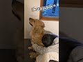 雷が怖くて姉に守ってもらいたい犬 #ゴールデンレトリバー #大型犬のいる生活 #goldenretriever #大型犬と子供