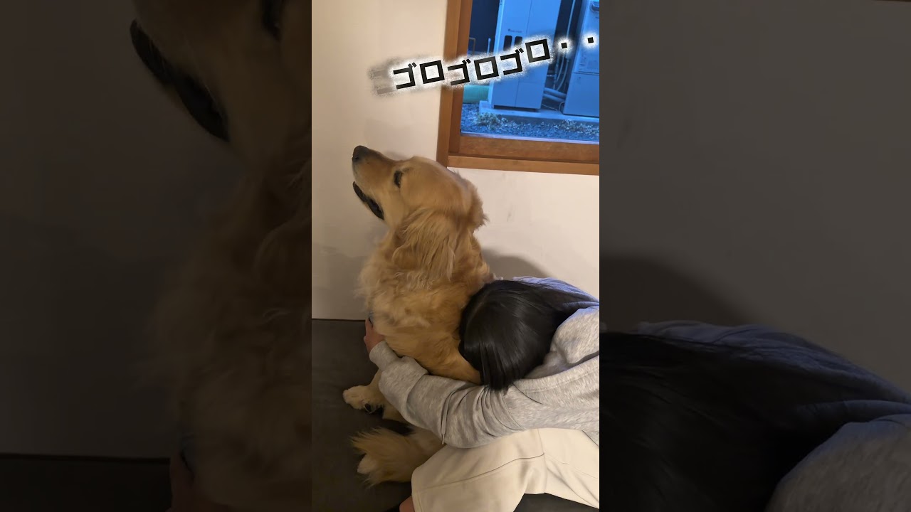 雷が怖くて姉に守ってもらいたい犬 #ゴールデンレトリバー #大型犬のいる生活 #goldenretriever #大型犬と子供