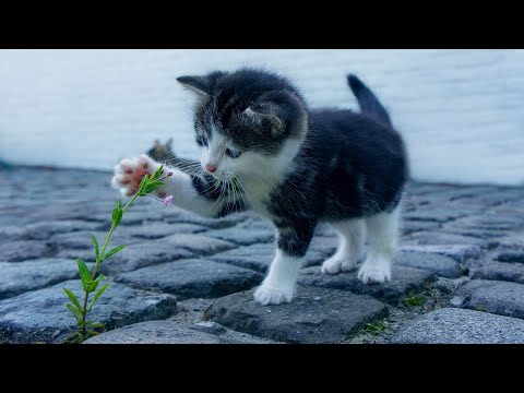 Экхарт Толле, Часть - 03.Погружение в бытие, озвучивает Nikosho.