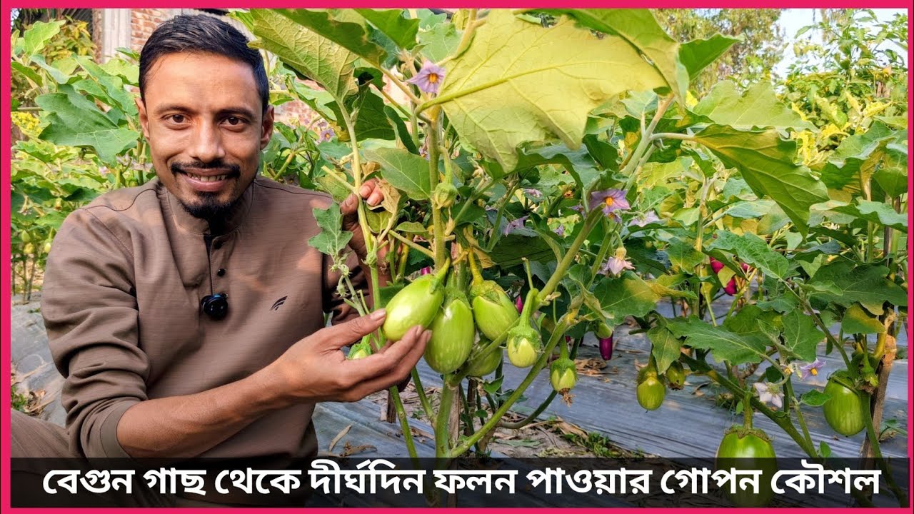 বেগুনের জমিতে একটি কাজ করলে ফলন পাবেন এক থেকে দেড় বছর 🍆