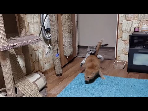 Кто мутузево заказывал? #озвучка 