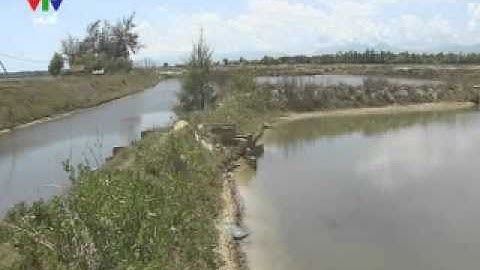 Bạn nhà nông Kỹ thuật nuôi xen ghép tôm, cua và cá đối mục New