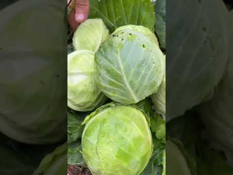 Видео: Къде да съхраняваме кръстоцветните зеленчуци?