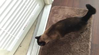 Вредность не порок, а большое свинство =^..^= СИАМСКИЕ КОШКИ Вредность не порок, а большое свинство =^..^= СИАМСКИЕ КОШКИ