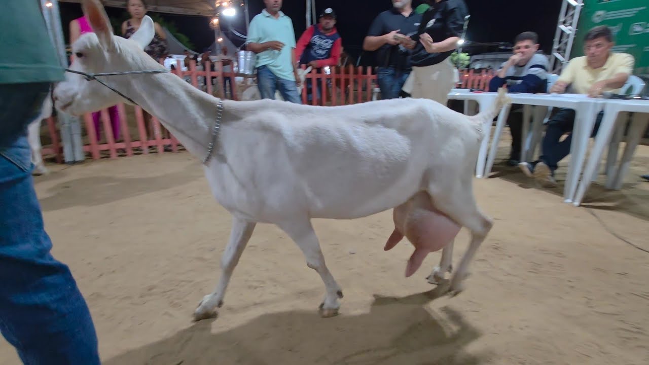 EXPOGANA 2ª ORDENHA DAS CABRAS LEITEIRA 
