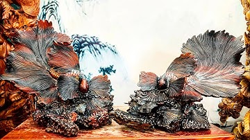 Báo giá rẻ 2 cặp cá xiêm tài lộc| Gỗ trắc đỏ đen tại xưởng tượng gỗ đẹp Phúc Tấn 0977.355.637(zalo)