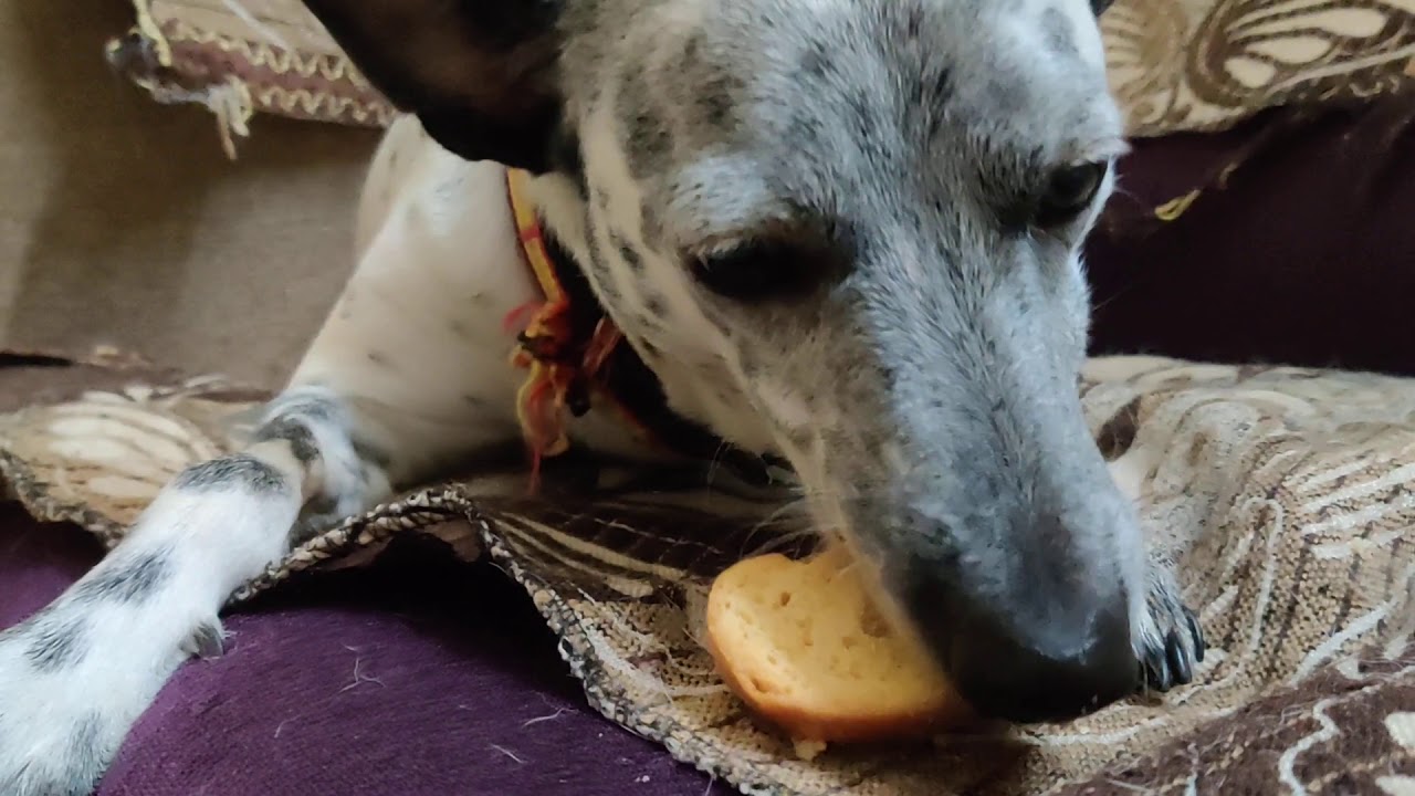 My Dog Eating Biscuits 😋 ASMR VIDEO YouTube