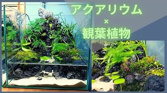 アクアテラリウム Youtube