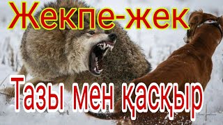 Тазы мен қасқырдың серті/аңшы әңгімесі