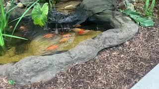 Are your fish TOO fat?