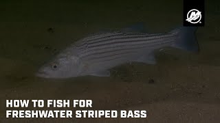 How to Fish for Freshwater Striped Bass