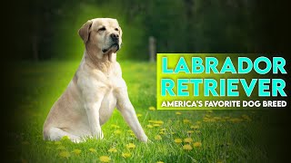 Labrador Retriever: Everything You Need to Know!