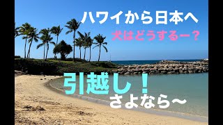 ハワイ〔ハワイからの引越し〕ハワイから日本へ　愛犬ぐりは