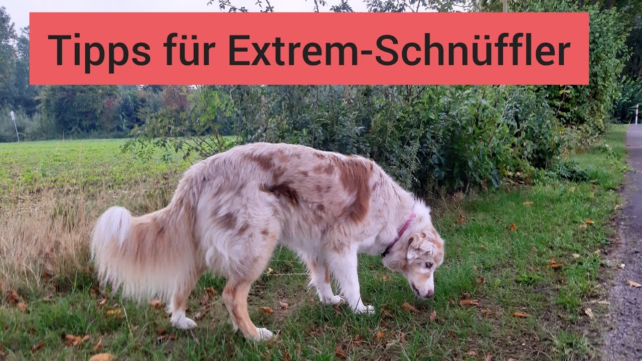 Wenn dein Hund draußen nur schnüffelt | Tipps für Hundehalter von absoluten Schnüffelnasen